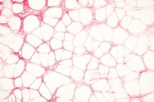 exozytose und endozytose