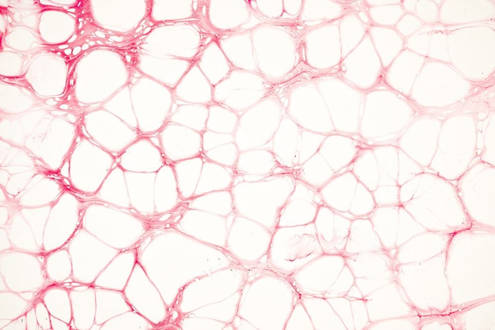 exozytose und endozytose
