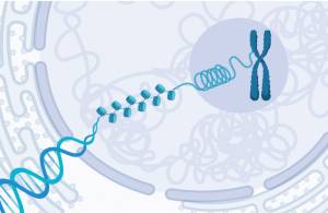 chromatin