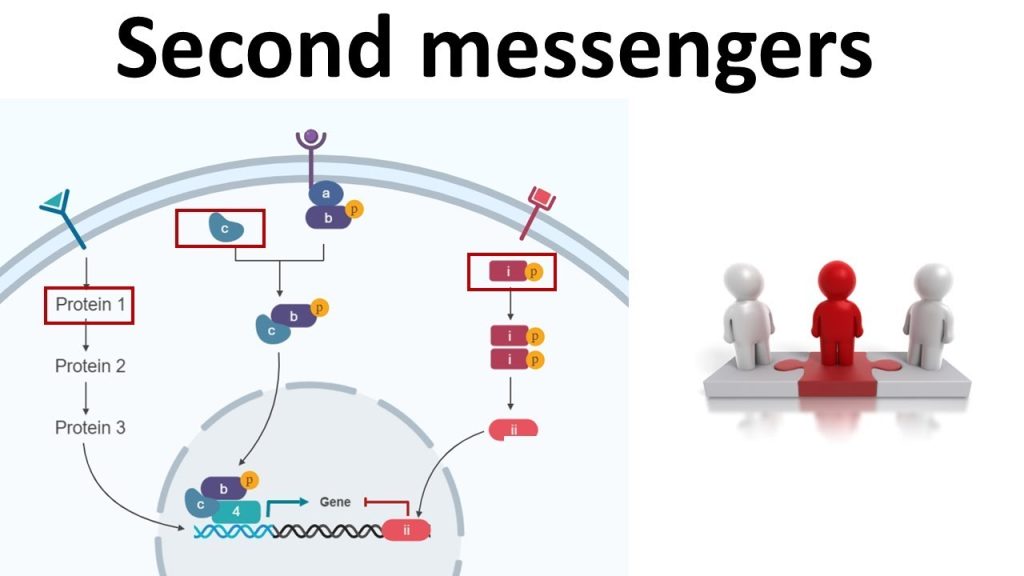 second messenger system