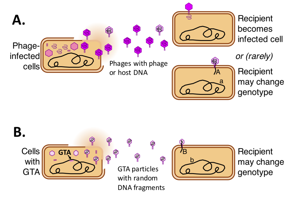 Phage und GTA