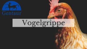 Vogelgrippe