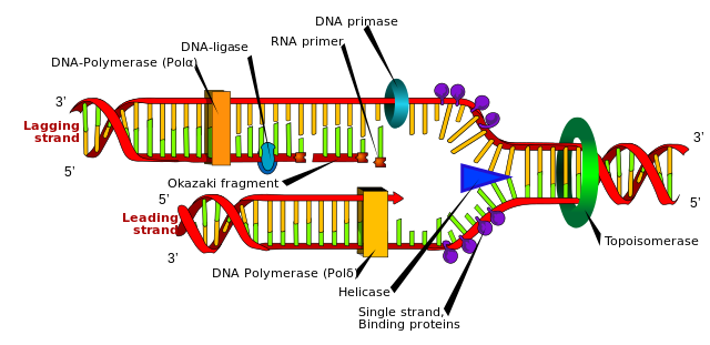 DNA-Replikation de