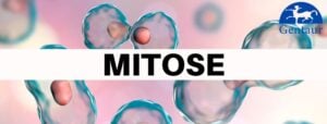 Mitose
