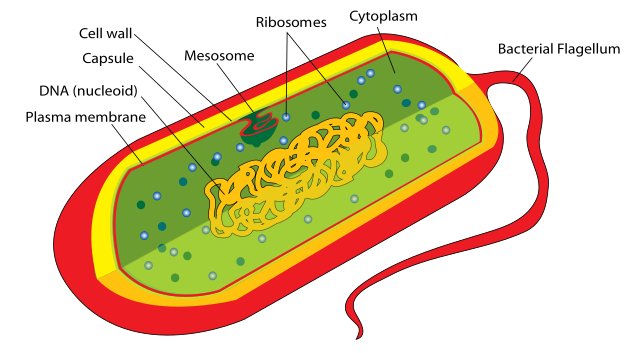 Prokaryoten-Zelldiagramm – Bakterien