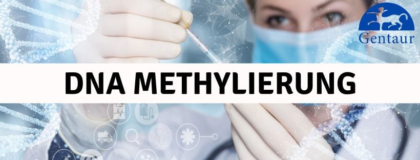dna methylierung