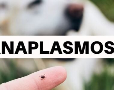 Anaplasmose_de
