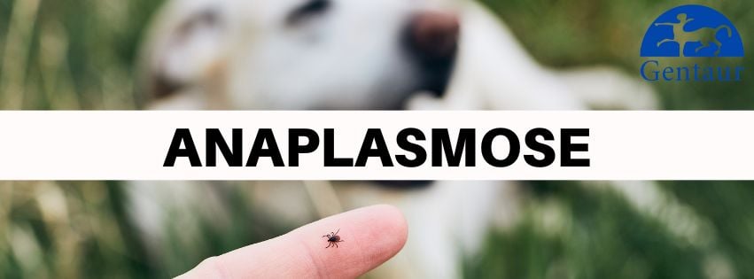 Anaplasmose_de