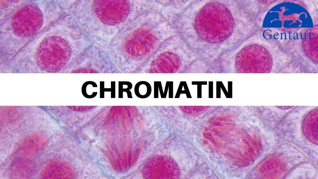 Chromatin