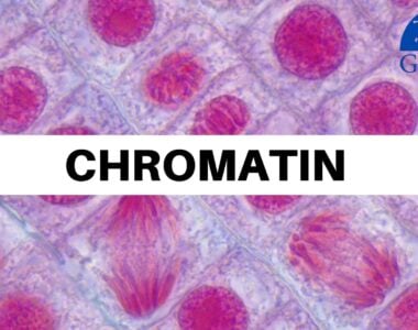 Chromatin