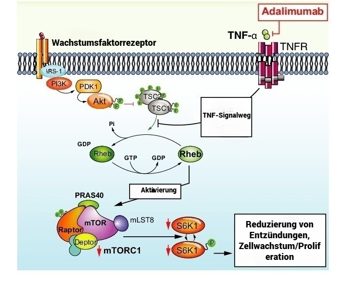 Wirkmechanismus von Adalimumab – Diagramm