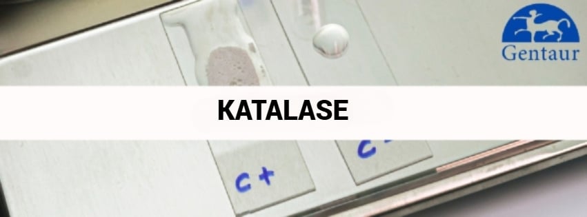 Katalase – ein außergewöhnliches Enzym hauptbild