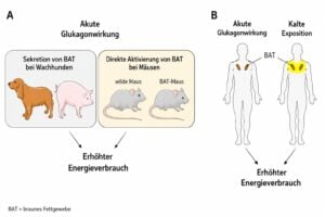 Die Rezeptoren des Retatrutid-Peptids – GLP-1, GIP und Glukagon
